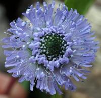 Globularia nudicaulis