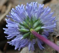 Globularia nudicaulis