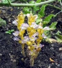 Orobanche ramosa