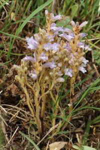 Orobanche ramosa