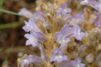 Orobanche ramosa