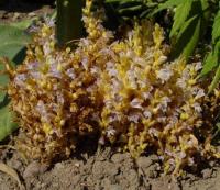 Orobanche ramosa