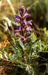 Orobanche purpurea