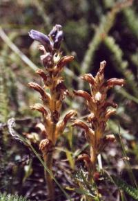 Orobanche purpurea