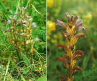 Orobanche purpurea