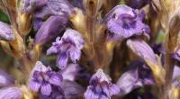 Orobanche laevis