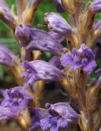 Orobanche laevis