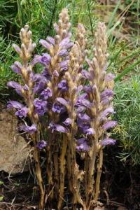 Orobanche laevis