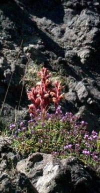 Orobanche alba