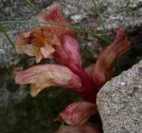 Orobanche alba