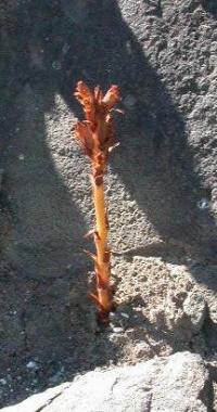 Orobanche alba