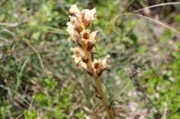 Orobanche caryophyllacea