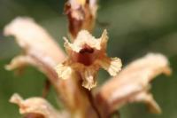 Orobanche caryophyllacea