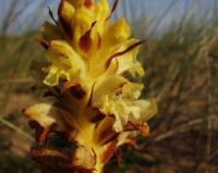 Orobanche caryophyllacea