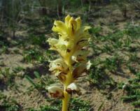 Orobanche caryophyllacea