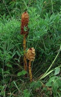 Orobanche laserpitii-sileris