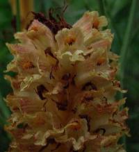 Orobanche laserpitii-sileris