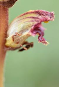 Orobanche gracilis