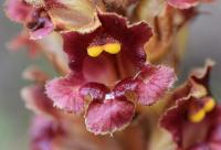 Orobanche gracilis