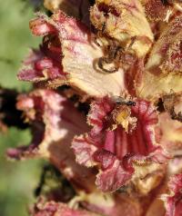 Orobanche gracilis