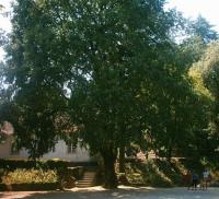 Celtis australis