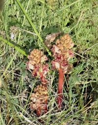 Orobanche gracilis