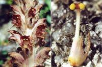 Orobanche rapum-genistae