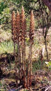 Orobanche rapum-genistae