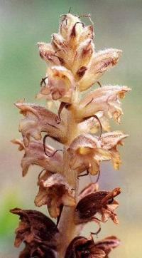 Orobanche rapum-genistae