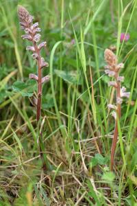 Orobanche minor