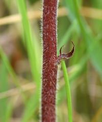 Orobanche minor