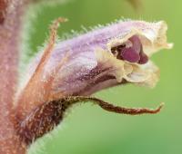 Orobanche minor