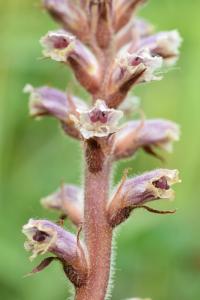 Orobanche minor