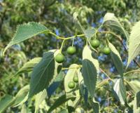 Celtis australis