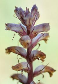 Orobanche amethystea