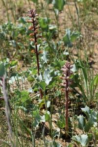 Orobanche amethystea