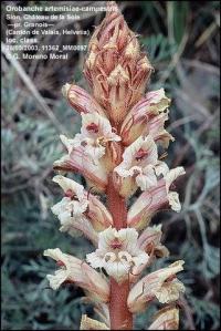 Orobanche artemisiae-campestris Orobanche artemisiae-campestris