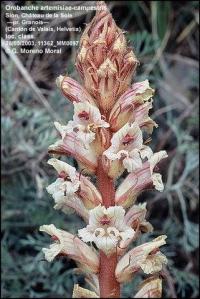 Orobanche artemisiae-campestris