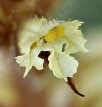 Orobanche hederae