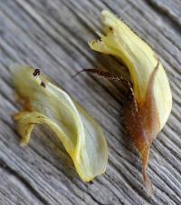 Orobanche hederae