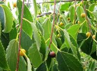 Celtis australis