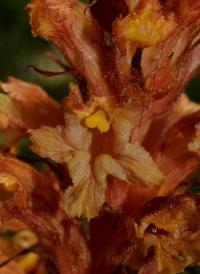 Orobanche major