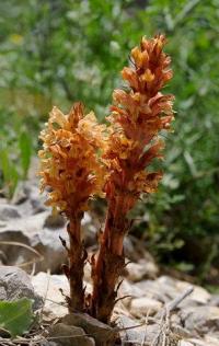 Orobanche major