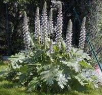 Acanthus mollis