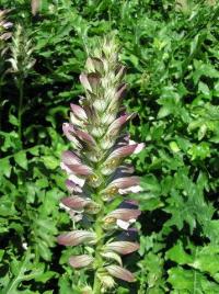 Acanthus mollis