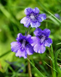 Pinguicula grandiflora subsp. grandiflora