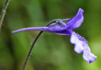 Pinguicula grandiflora subsp. grandiflora