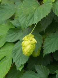 Humulus lupulus