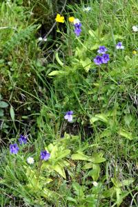 Pinguicula grandiflora subsp. grandiflora