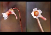 Pinguicula lusitanica